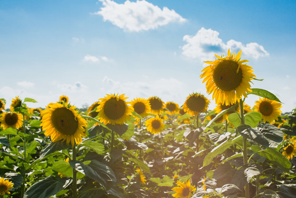 Image of Inspire and appreciate farming life